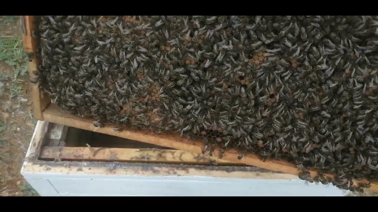 هكذا تكون أجود أنواع ملكات النحل..