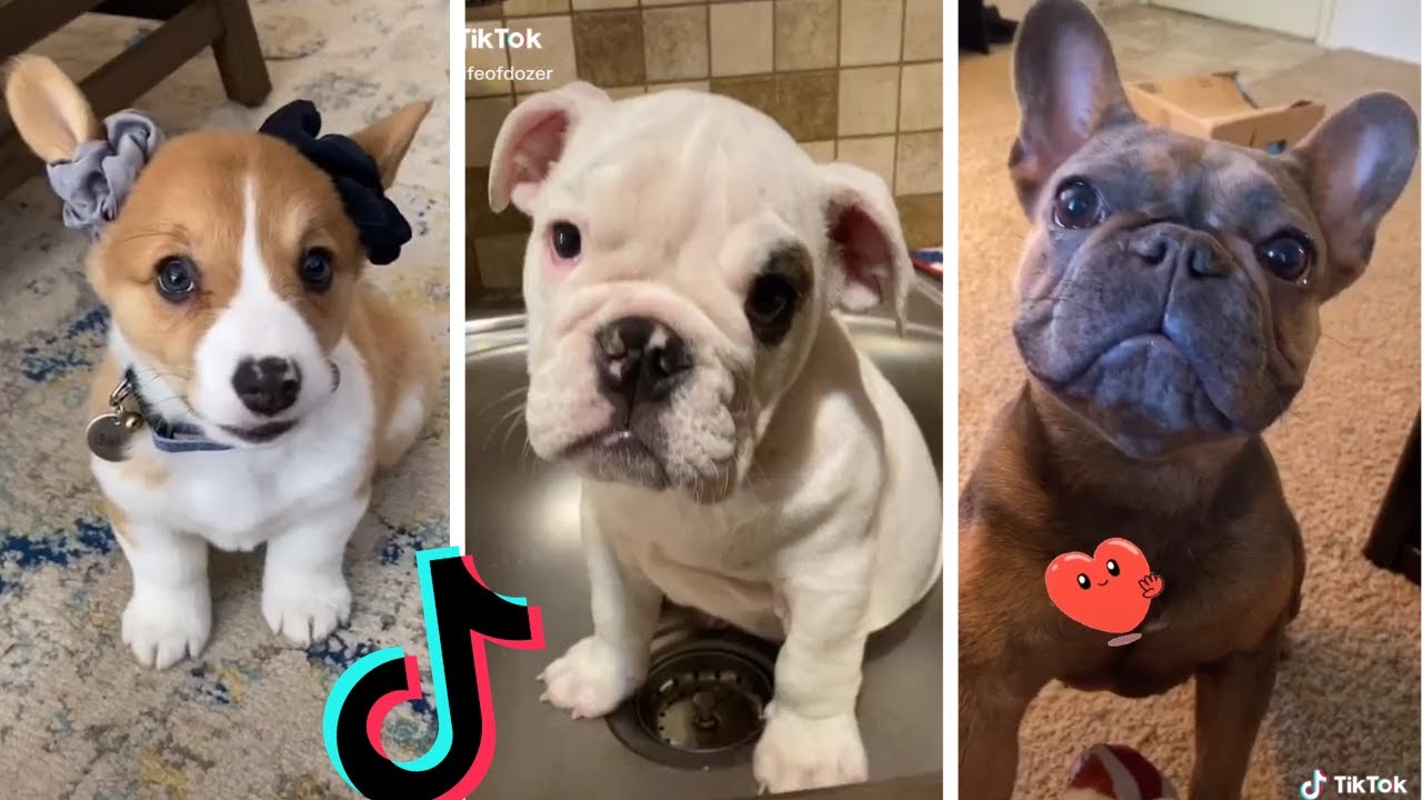 Funniest Doggos Of Tiktok Most Adorable Puppies Tik Tok Youtube Cute Puppies Puppies Funny Animals