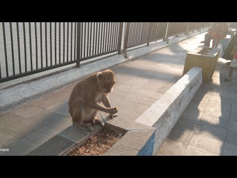 Jalan Jalan Ke Waduk Jatibarang Goa Kreo Dan Ketemu Monyet