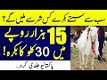 Now purchase Most Cheap Goats and Cows in Pakistan for Eid