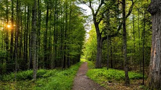 I Woke Up Early For This Walk and It Was Worth Every Second | Forest to Beach