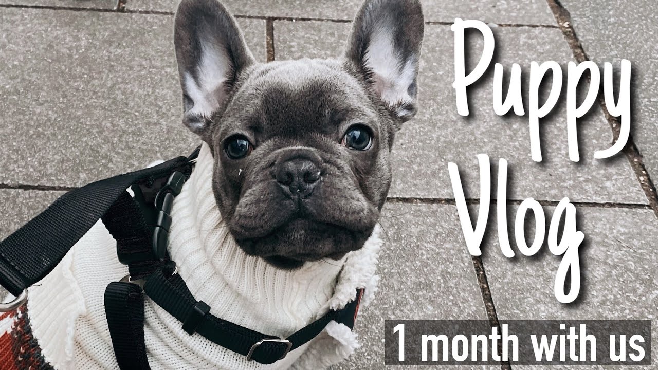 Puppy Vlog 🐶: French Bulldog 3 months old | best moments + celebrating his birthday 🐾🎉