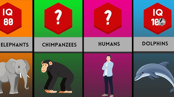 Smartest Animals Ranked by IQ | Animal Intelligence Comparison