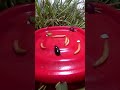 Follow for more worms videos!! #fyp #mealworms #mannequinchallenge ￼