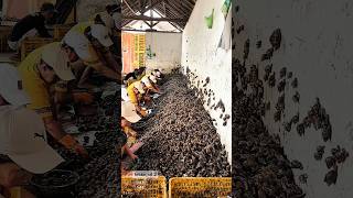 Hewan hama satu ini ternyata banyak manfaat untuk kesehatan #bekicot #faktaunik #shortvideo