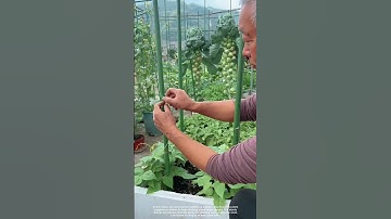 Setting Up Trellises for Climbing Plants