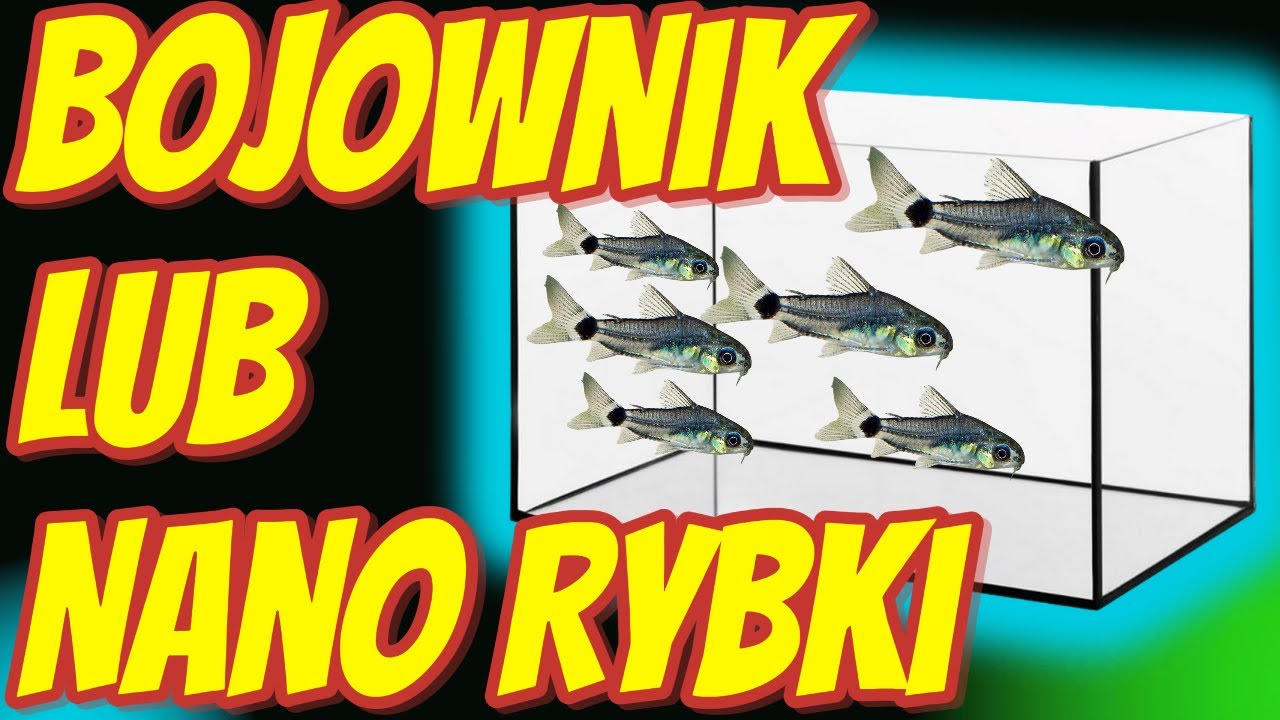 Tanie Akwarium Dla Bojownika / Krewetek / Nano Rybek