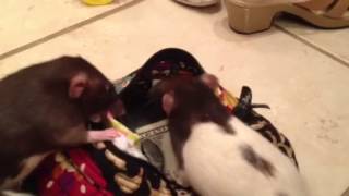 Rat Burglar