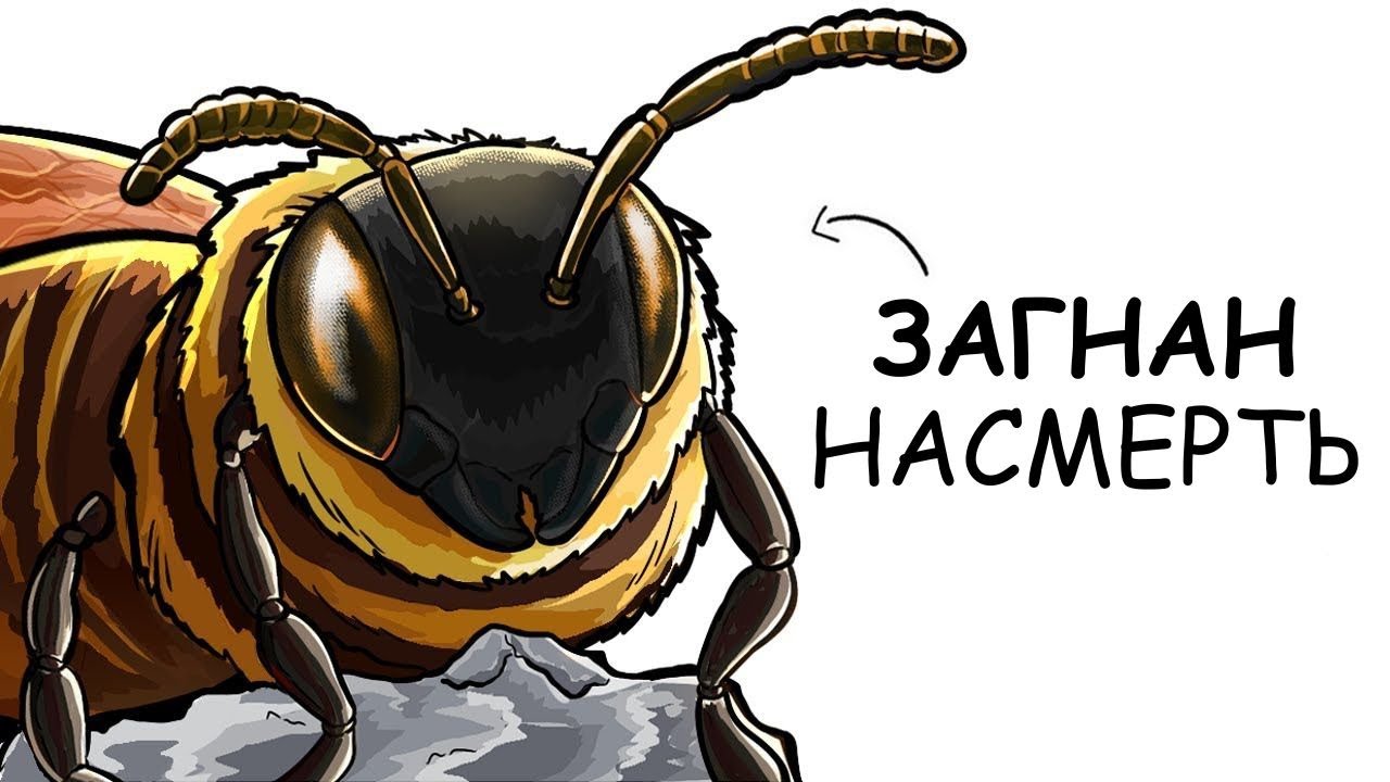 Ты – Пчела (И ЭТО ВСЯ ТВОЯ ЖИЗНЬ)