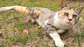 丘の上からこっちを見ている三毛猫がいたので近づいてナデナデしたらゴロゴロと喜んだ