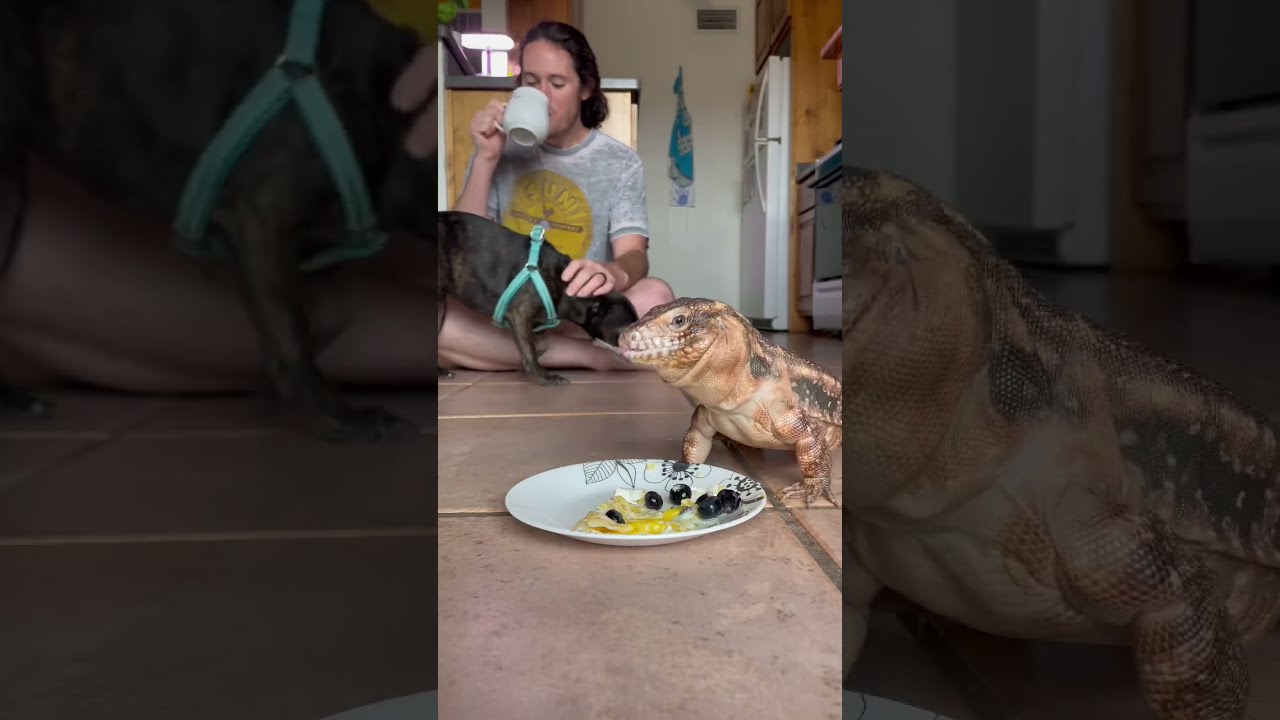 How To Make Dinosaur Omelette Shorts