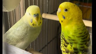 Happy birds 🐦🐤yogi and kiwi 😊🙏🏻🕉️🙏🏻#pets #parakeet #bird #budgies #birdslover by Babita Sharma 7,781 views 6 months ago 1 minute, 23 seconds