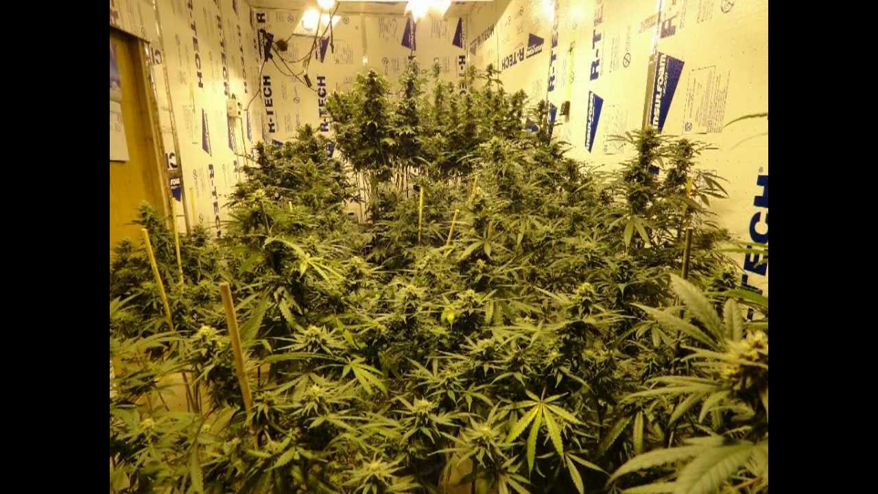 Toker T's Flowering Slideshow