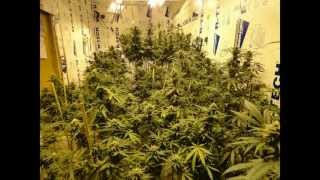 Toker T's Flowering Slideshow