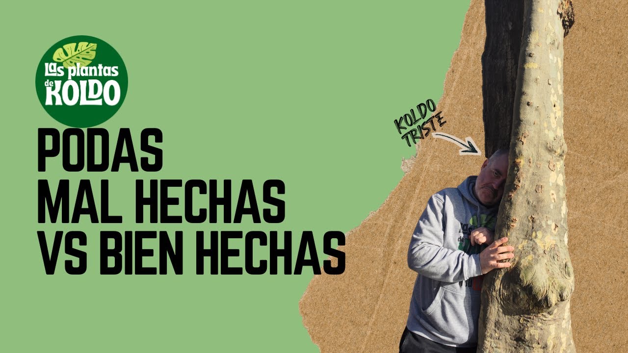 Plataneros y agua: la poda correcta que evita desastres