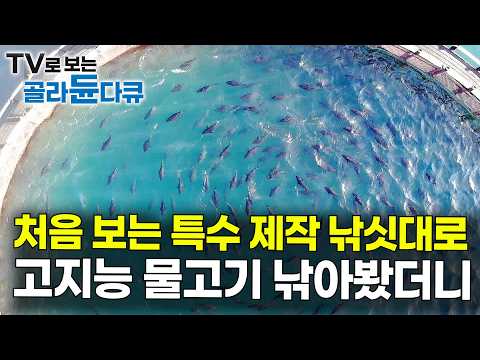 미끼를 안 무는 110kg 귀족 물고기. 수백 마리 소용돌이 속에 낚싯대 넣어봤더니｜참다랑어 양식장｜극한직업｜#골라듄다큐