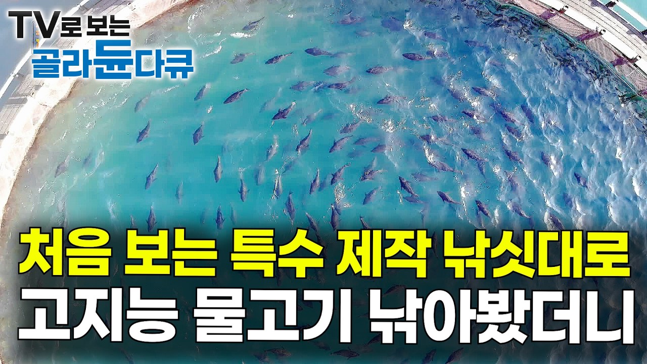 미끼를 안 무는 110kg 귀족 물고기. 수백 마리 소용돌이 속에 낚싯대 넣어봤더니|참다랑어 양식장|극한직업|#골라듄다큐