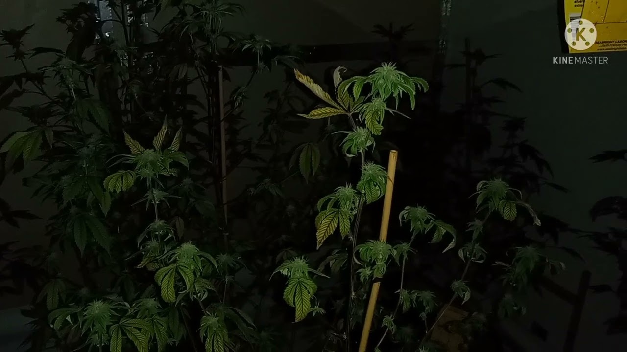 End of week 3 in flower