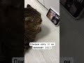 Кот 🐈‍⬛ залип!) танцы кота !) кайф #втренде #shortvideo #музыка