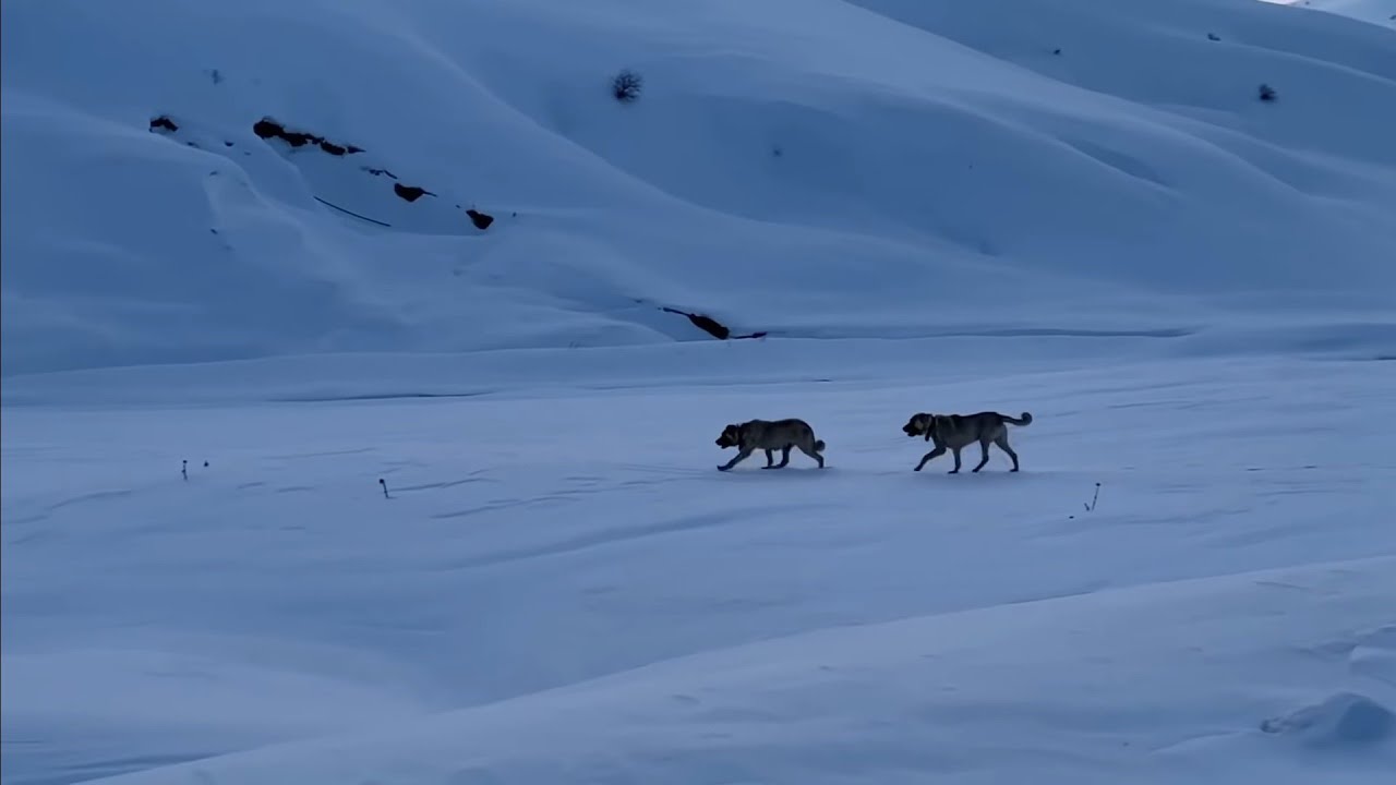Кангальские овчарки едва не поймали волка