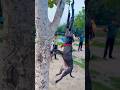 पुच्चू #vs#shorts#dogshorts#pitbull#dogtraining#americanbully#dog#labrador#ytshorts#k9#comedy