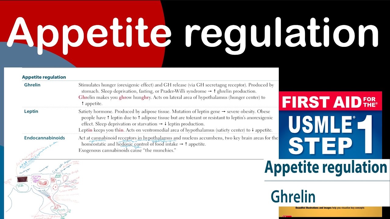 Appetite regulation in Hindi/Urdu by first aid for USMLE step 1 - YouTube
