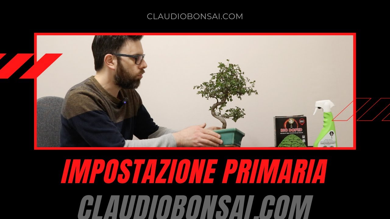 IMPOSTAZIONE PRIMARIA OLIVO BONSAI