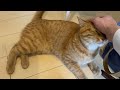 撫でられたすぎて玄関から立ち退かない猫 cat that never retreats from the front door