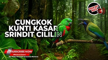 🔴 Cucak Cungkok Gacor vs Srindit Gacor Cililin Materi Kunti Greja Kasaran Sambung Cililin Tajam