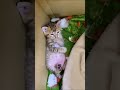 手を食べる子猫
