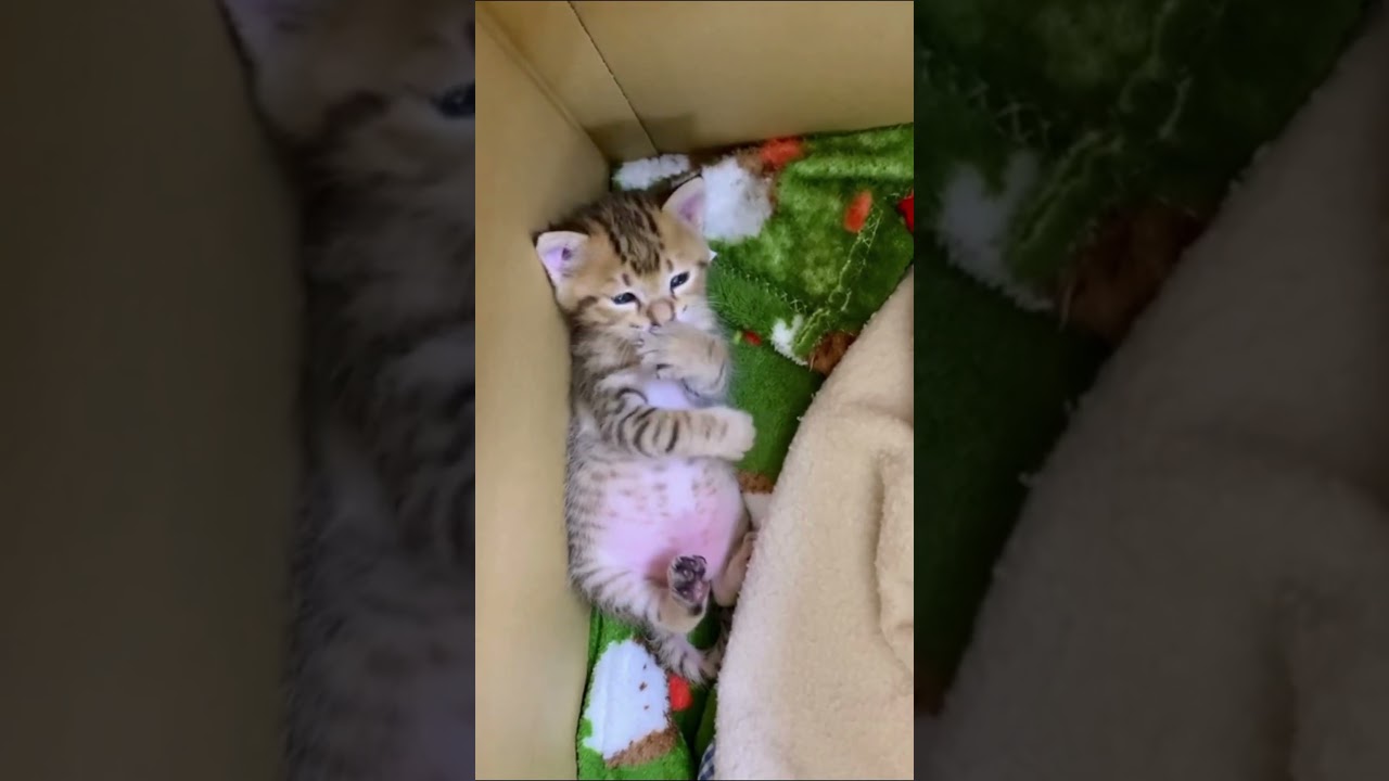 手を食べる子猫