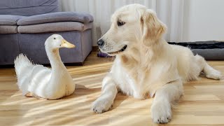 Golden Retriever Reacts to Giant Duck (So Funny!!)