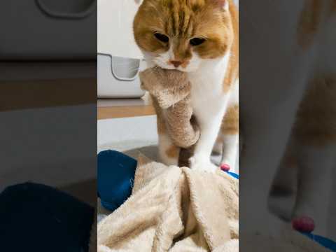 中尾彬もびっくり #うちの猫がへんなことしてる