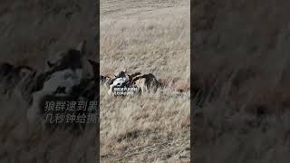 💥狼群猎捕黑颈鹤 几秒钟给撕碎了！#Wolf #Animal 【跟着图尔去旅行】