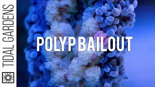 Polyp Bailout - Last Ditch Effort by Stony Corals to Survive