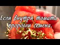 Если внутри томата проросли семена. Как быть?