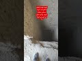 العيال الهبيده قالولك الكنز تحت البيت وسفاري بيقولك لقيته ولا لسه عايم في الميه زي البط Shorts العيال الهبيده قالولك الكنز تحت البيت وسفاري بيقولك لقيته ولا لسه عايم في الميه زي البط Shorts