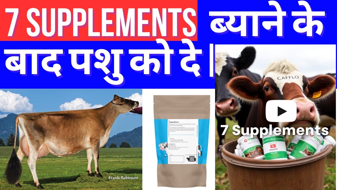 7 SUPPLEMENTS ब्याने के बाद दे और दूध बढ़ाये | @drcharandeep