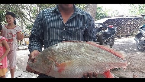 Tin nhanh 24/7 - Cá sủ vàng nửa tỷ đồng, ngư dân miền Tây chưa chịu bán.