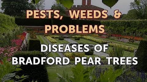 Do bees like Bradford pears?