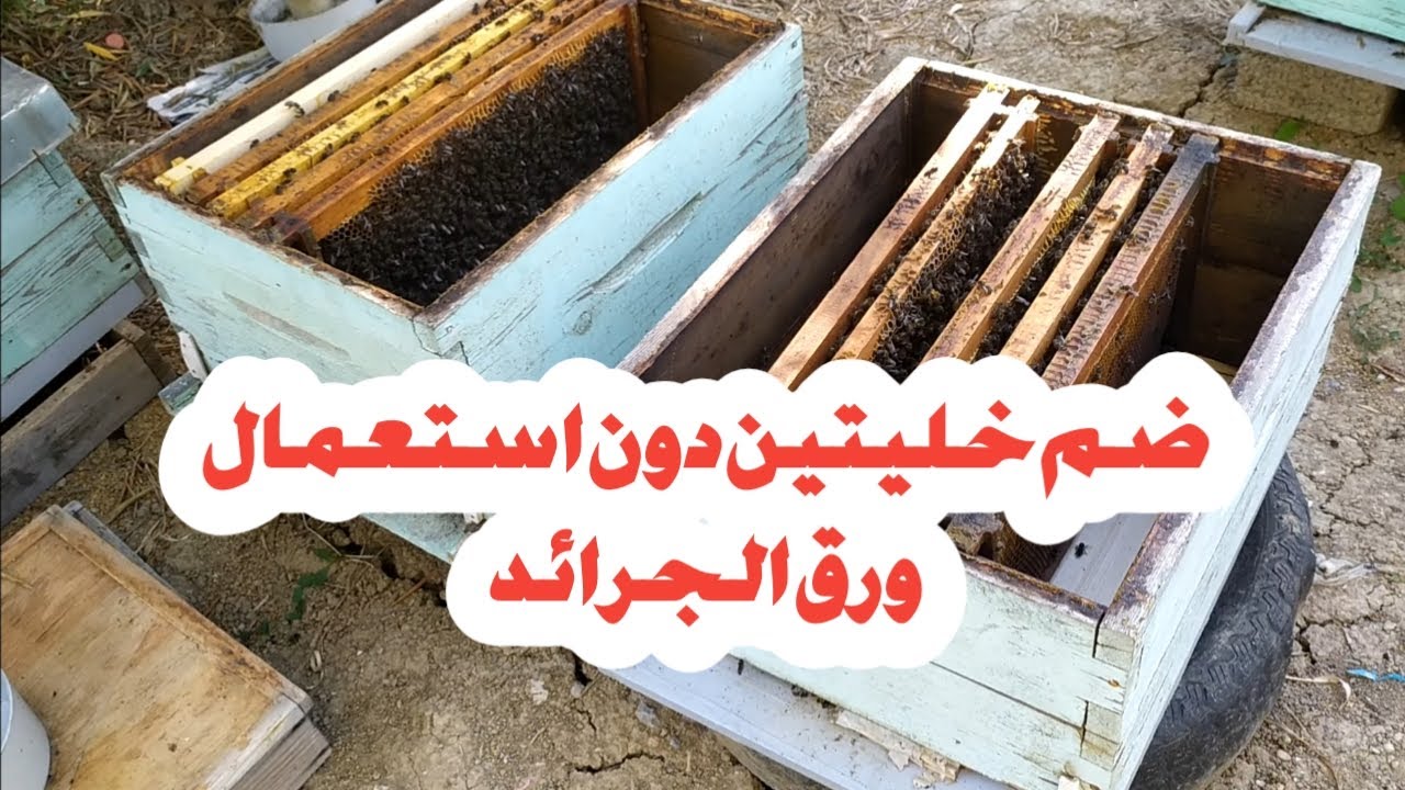 ضم خليتين إلى بعضهما دون استعمال ورق الجرائد / أحسن وأسهل طريقة لضم خليتين إلى بعضهما البعض