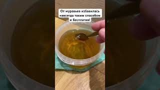 От муравьев избавилась навсегда таким способом и бесплатно! #огород #муравьи