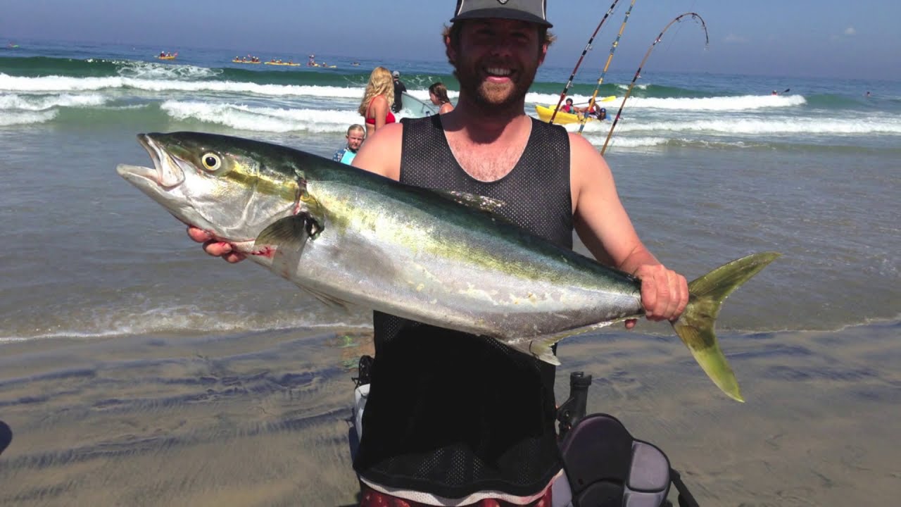 La Jolla Yellowtail Kayak Fishing 91414 YouTube