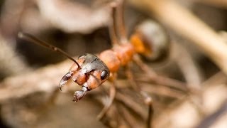 Treating for Ants & Termites Around your Above Ground Pool
