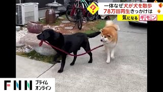 犬が犬を散歩! 　ツイッターで再生回数78万回超え