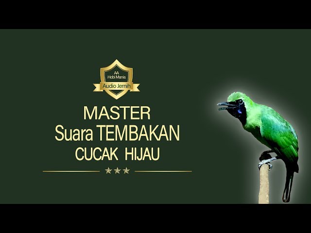 master FULL TEMBAKAN cucak hijau | AAHOBI MANIA class=