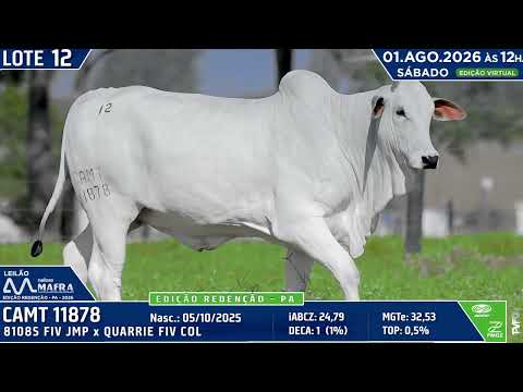 LOTE 12   CAMT 11878