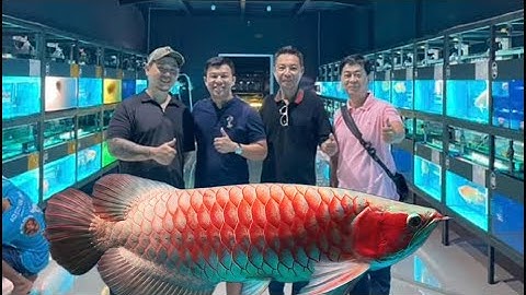 Thăm Lò Luyện Huyết Long Siêu Đẳng - 88 Red Gallery Indonesia