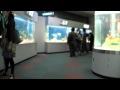 サンピアザ水族館♪ の動画、YouTube動画。