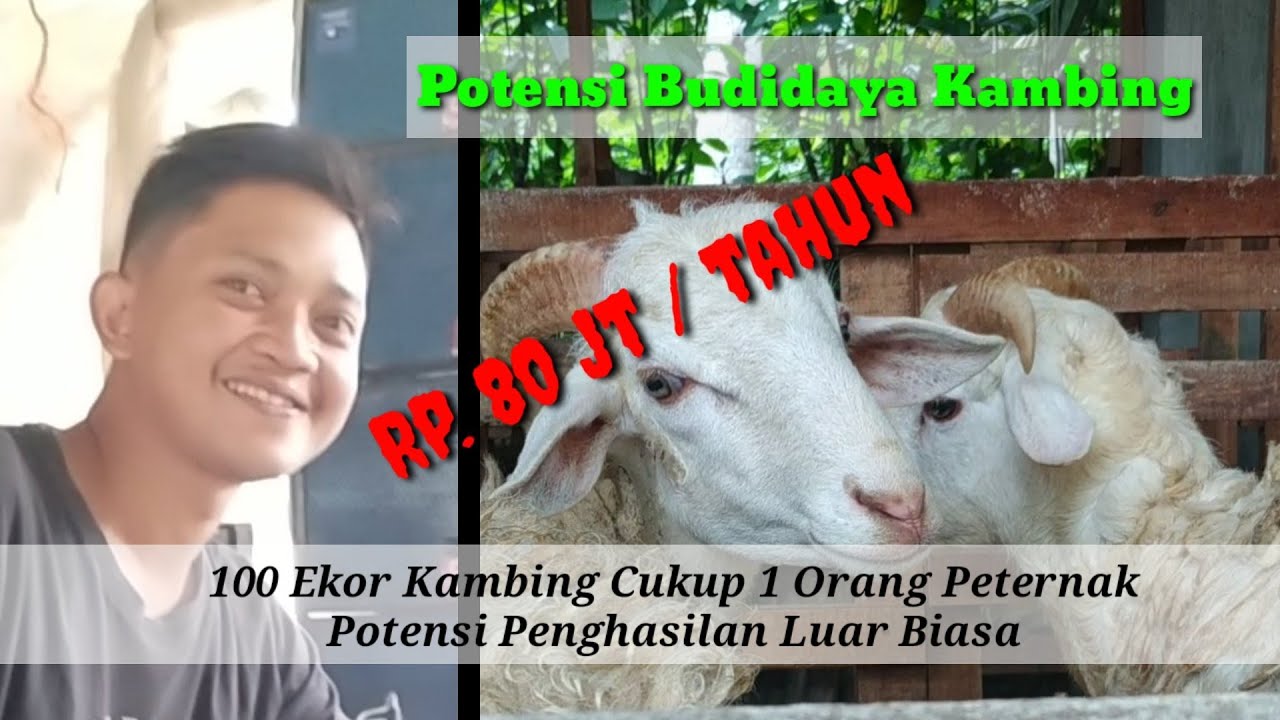 Inspirasi Rp.80.000.000 Setahun Budidaya Kambing Modern 